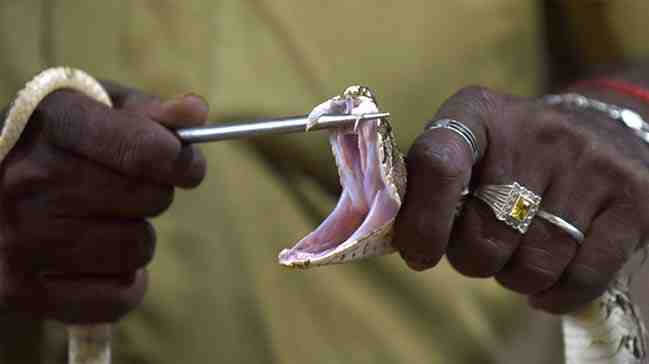 Yılanın soktuğu adam öleceğini anlayınca karısını dişledi