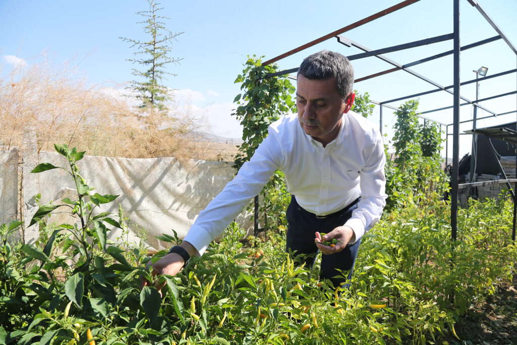 Gölbaşı Belediyesinden Çiftçiye %75 Hibe Buğday Desteği